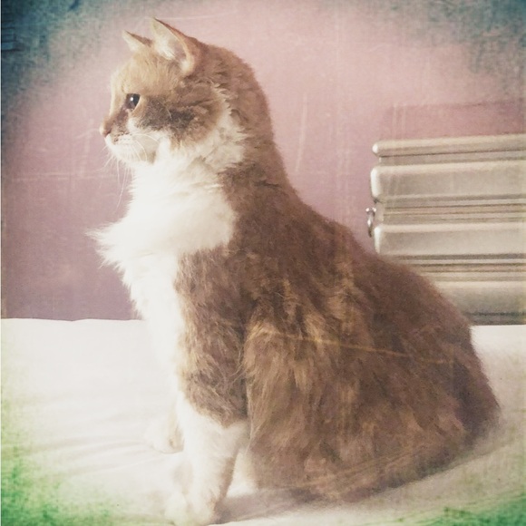 Meet your Posher, Tina - Picture 1 of 1